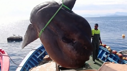 スペイン･地中海沿岸で3mの巨大マンボウが捕獲