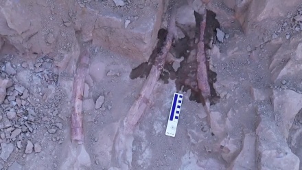 中国・内モンゴル自治区アルシャー盟で恐竜幼体化石を発見