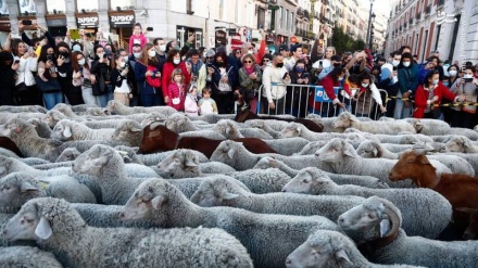 Spagna, pecore per le strade di Madrid! + VIDEO  
