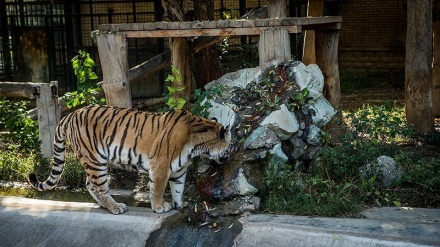 Kebun Binatang Eram di Tehran (1)