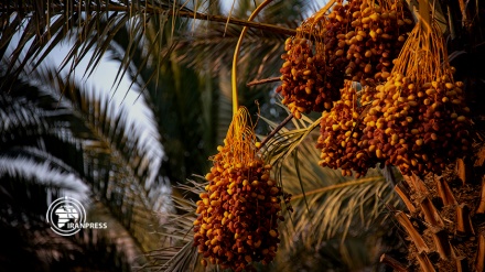 Production de dattes de haute qualité dans la ville de Farashband, en Iran