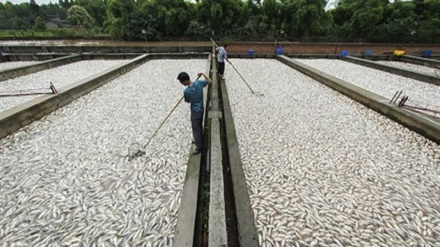 صنعت پرورش ماهی در ولایت فاریاب در مسیر رشد و بالندگی