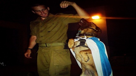 İsrail ordusu Filistinlilerle savaşmak için bir köpek birliği kurdu