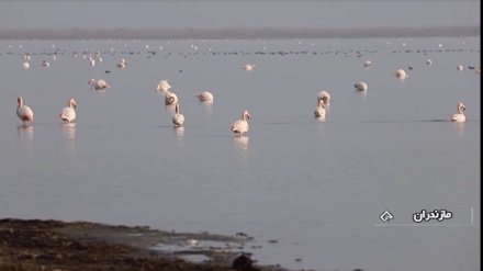 10.000 Ekor Burung Migran Singgah di Miyankale