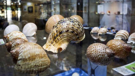 エスファハーンの貝殻博物館