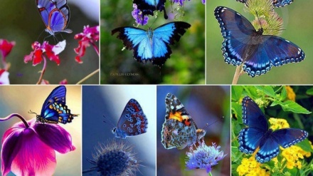 イラン中部イスファハーンのチョウの博物館