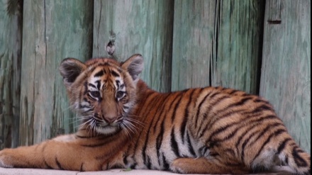 メキシコ動物園のベンガルトラの赤ちゃん、まだまだ遊びたい盛り