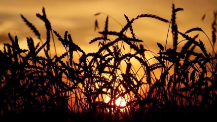 World food prices hit 10-year peak: FAO