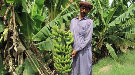 সিস্তানের পরিবেশ পরিস্থিতি ও সাংস্কৃতিক বৈশিষ্ট্য