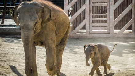 Kebun Binatang Eram di Tehran (2)