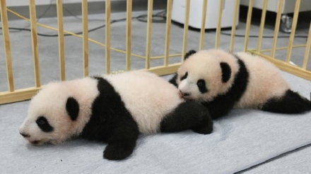 上野動物園の双子パンダを、「シャオシャオ」と「レイレイ」と命名