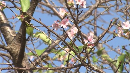 香川・千葉で季節外れの桜が開花