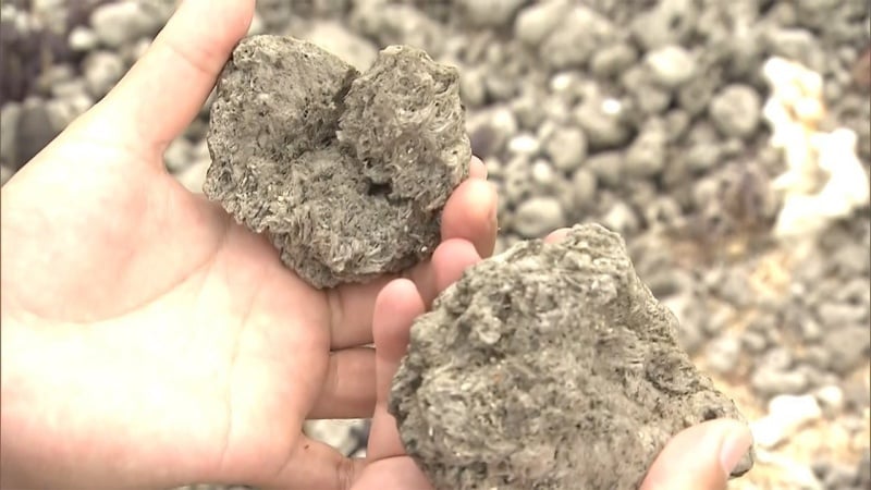 沖縄周辺で今なお大量の軽石が漂流