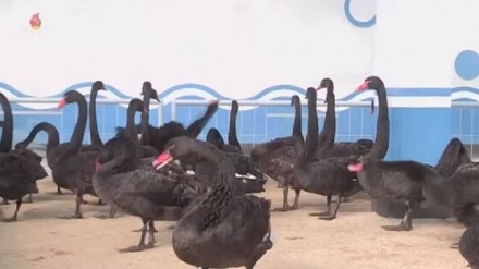 北朝鮮、食糧難対策でコクチョウ肉を推奨