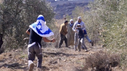 Several injured as illegal Zionist settlers attack Palestinians in West Bank