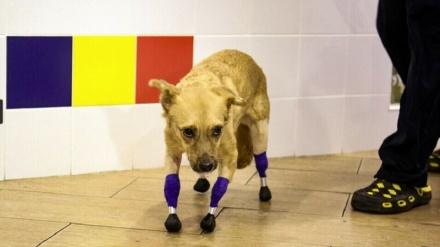 ロシアで足4本切断された保護犬に義足、費用はクラウドファンディング