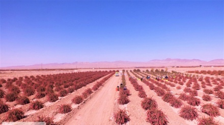 Khorasan Selatan, Penghasil Barberry Terbesar di Iran