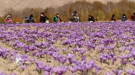 Récolte de safran ; Exportation d'or rouge iranien vers 60 pays