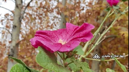 Musim Gugur, Begini Keindahan Alam di Iran Barat