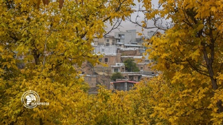ایران در قاب تصویر: خانه درختی روستای وفس