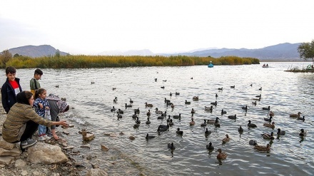 Musim Gugur, Burung Migran Singgah di Danau Zarivar