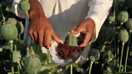 Coltivazione del papavero in Birmania