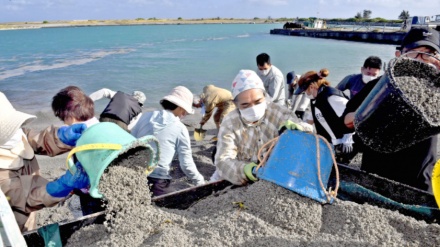 辺野古に軽石漂着で、新基地工事作業が一部中断