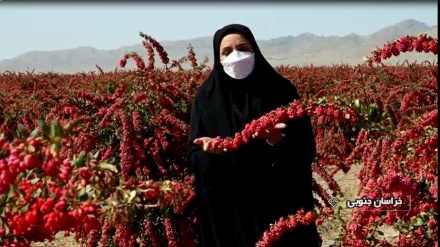 Panen Barberry di Provinsi Khorasan Selatan 