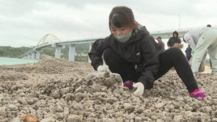 沖縄で地元民らが砂浜の軽石を回収、土砂1トン用の大袋35袋分にも