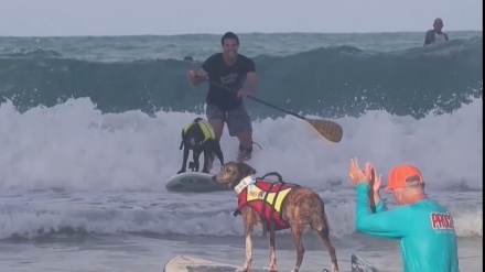 ブラジルで、犬と飼い主によるサーフィン大会が開催