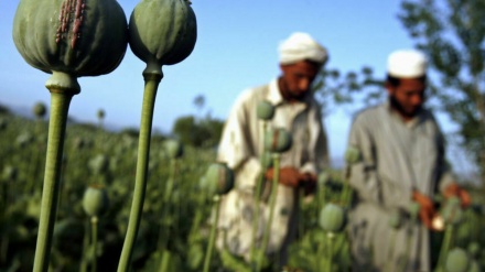 阿富汗的鸦片产量激增