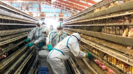 鹿児島で鳥インフル、約3万8500羽処分　