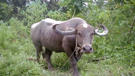 গল্প ও প্রবাদের গল্প 