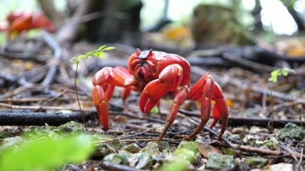 豪クリスマス島で、毎年恒例のアカガニの大移動始まる