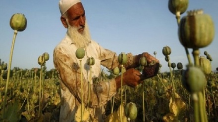 افزایش تولید مواد مخدر برای پنجمین سال متوالی در افغانستان