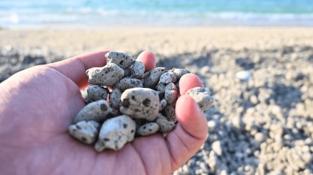 三宅島の砂浜に軽石が漂着、海面に帯状で浮遊