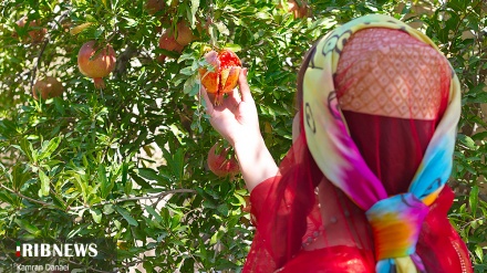 Vjelja e shegëve në kopshtet e rajonit Abar në provincën Jazd të Iranit