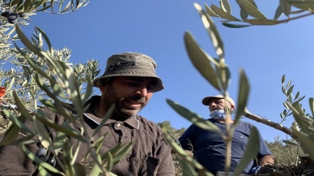 Settler attacks on Palestinian olive harvest 'most dangerous in years’