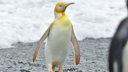 Meraviglie della natura: foto di un rarissimo pinguino giallo e bianco