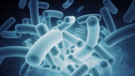 Allergie, nei bambini l'origine è nei batteri dell'intestino