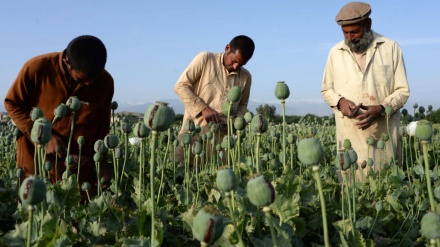アフガニスタンでアヘンの生産が増加
