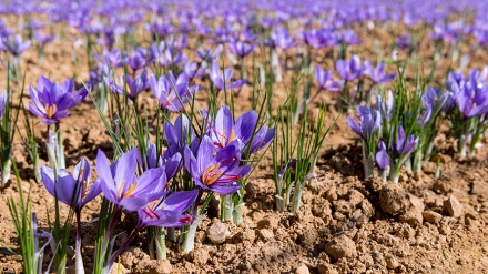 کاهش بی سابقه تولید زعفران در هرات افغانستان