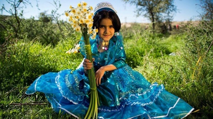 Panen Bunga Narsis di Khafr, Iran (1)