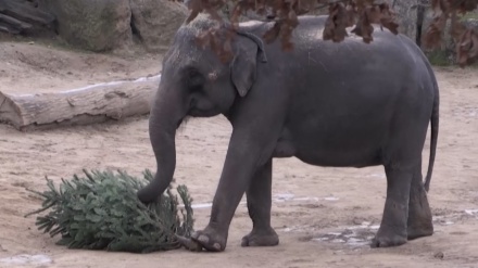 チェコの動物園で動物たちにクリスマスツリーのプレゼント、餌やおもちゃに