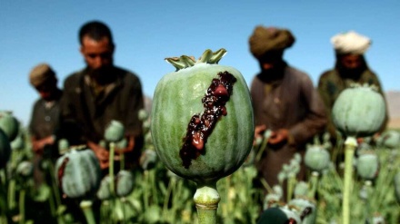 塔利班强调在阿富汗打击罂粟种植和毒品生产