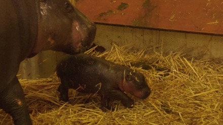 豪シドニーの動物園で、「世界三大珍獣」コビトカバの赤ちゃんが誕生