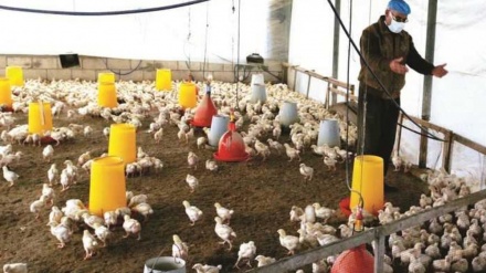 שפעת העופות מתפרצת בישראל