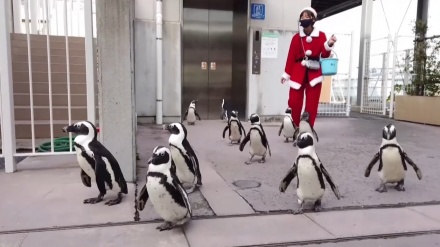 横浜･八景島シーパラダスで、クリスマスに因んだイベントが実施