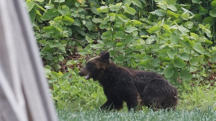 北海道のヒグマ被害が過去最多を更新　今年だけで死傷者12人