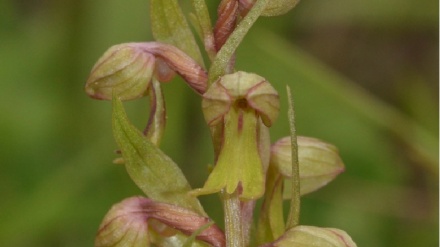 Scoperta in Trentino un'orchidea spontanea a 3.150 metri